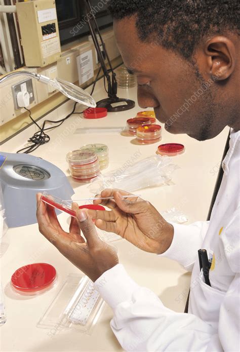 microbiology analysis stock image  science photo library