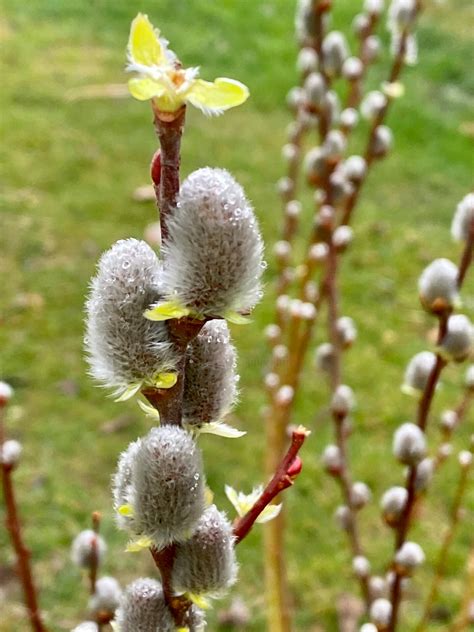Pussy Willow Drawing
