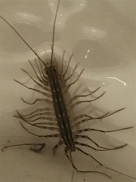 Found in NE basement. : r/whatsthisbug