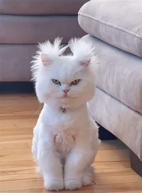 Create meme "angry cute cat, cat, unhappy cat" - Pictures - Meme ...