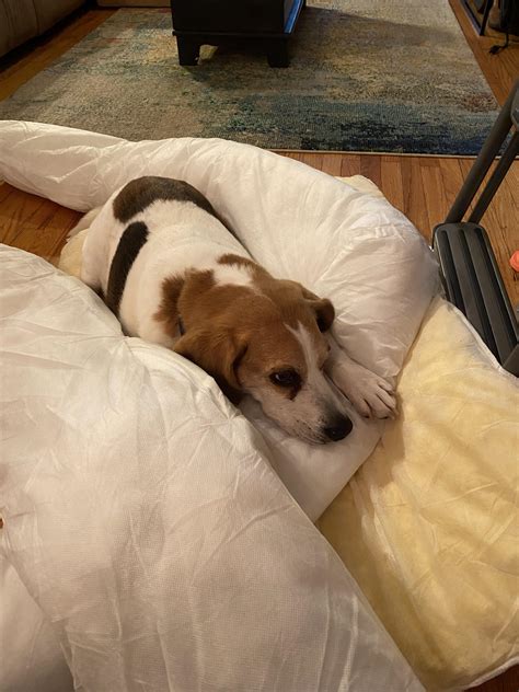 When your whole life is in the wash : r/beagle