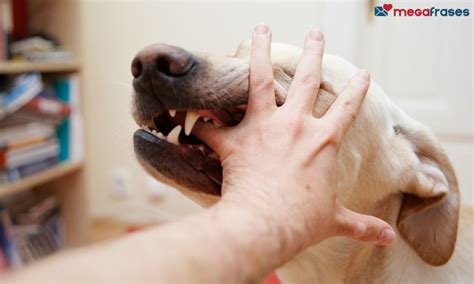 O Que É Sonhar Com Cachorro Mordendo - Sonhar com Cachorro Mordendo - Significados e Mistérios