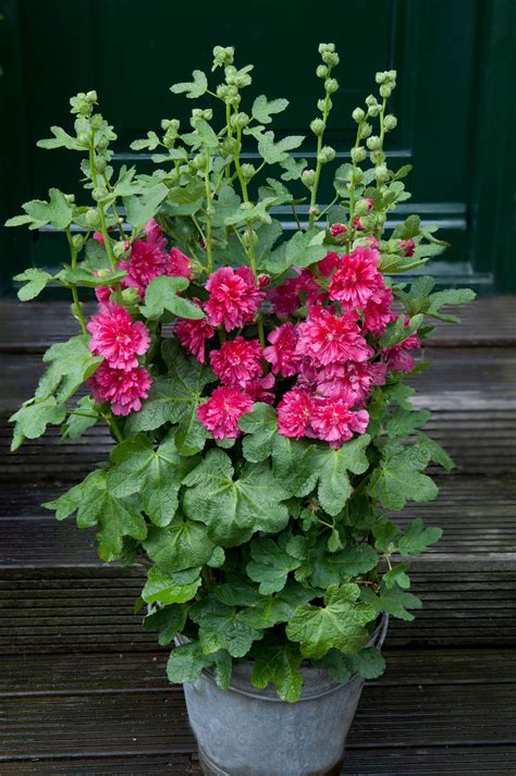Stockrose Spring Celebrities Carmine Rose - Alcea rosea Spring