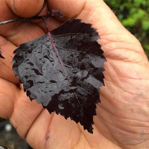 Betula pendula Purpurea (Purple leafed Birch)