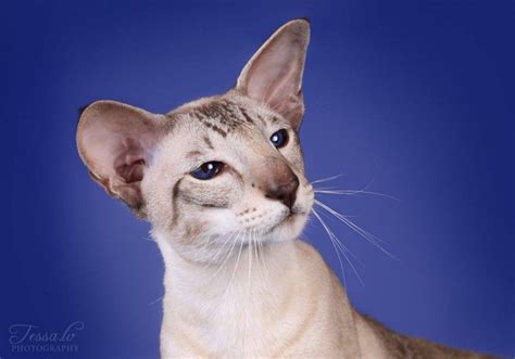 photo gallery bald cat cat stuff balding panther photo galleries