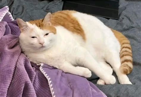 pillow funny posts pictures  gifs  joyreactor