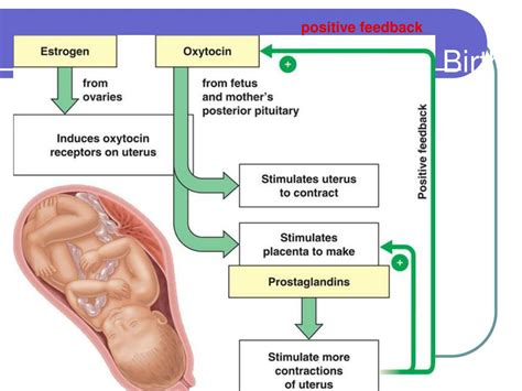 embryonic development powerpoint    id