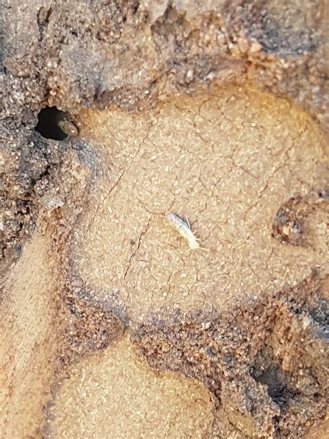 Cockroach Pest Control in Sanctuary Point | Regional Pest Services