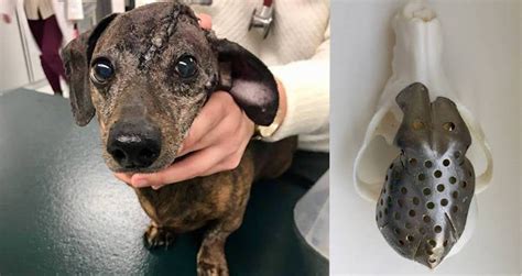 Dachshund With Giant Tumor On Her Head Gets A 3D-Printed Skull Cap