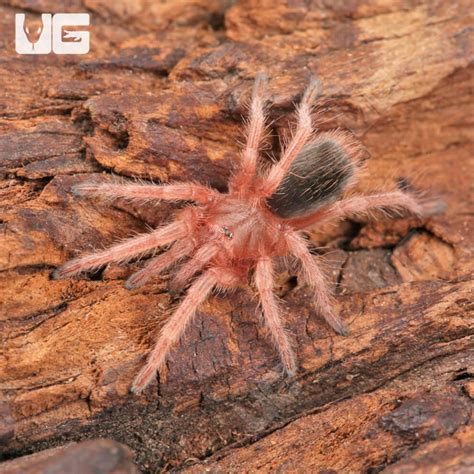 Chilean Rose Hair Tarantula (Grammostola rosea) For Sale - Underground ...