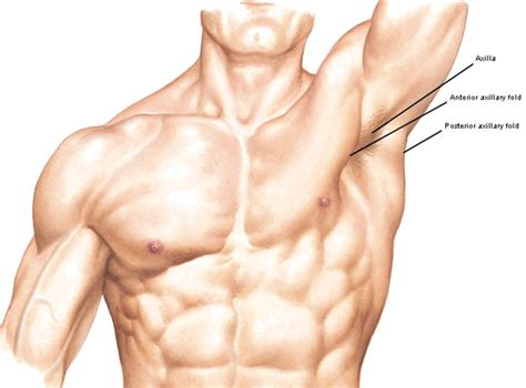 Posterior Axillary Fold