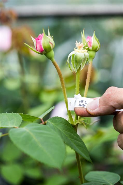 Gardens - David Austin Roses has unveiled its newest rose at the