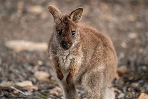 Closeup of a Red-necked Wallaby Joey in the Wild Looking at the Camera ...