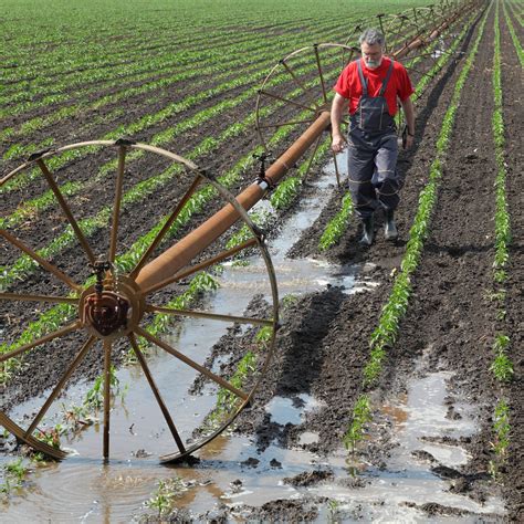 smart farming agricultural scene, farmer in paprika field and