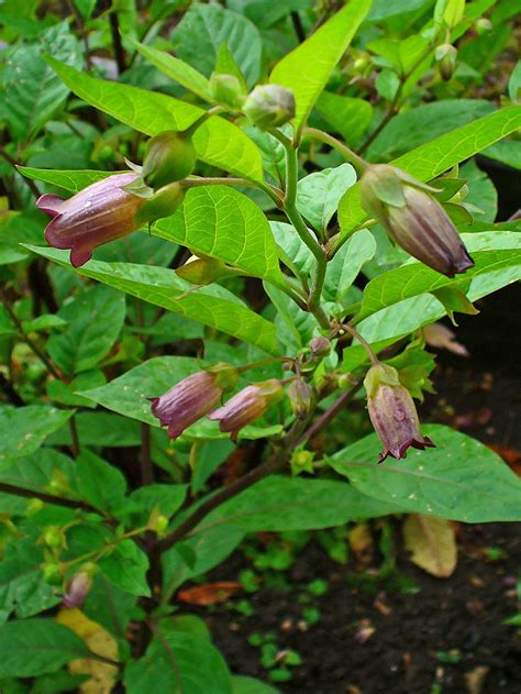 The Healing Powers of Deadly Nightshade - Pry House Medicinal Garden