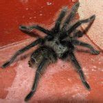 Aranha Caranguejeira é Venenosa? Sua Picada é Dolorida? – Mundo Ecologia