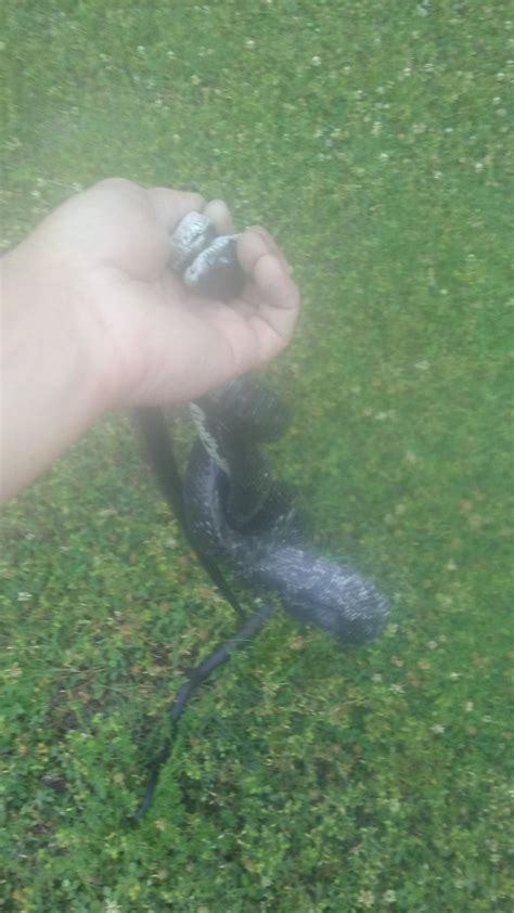Just pulled these from my hallway ceiling. Sorry for the bad pic. I had