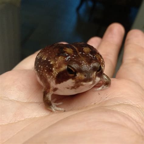 desert rain frog pets 6