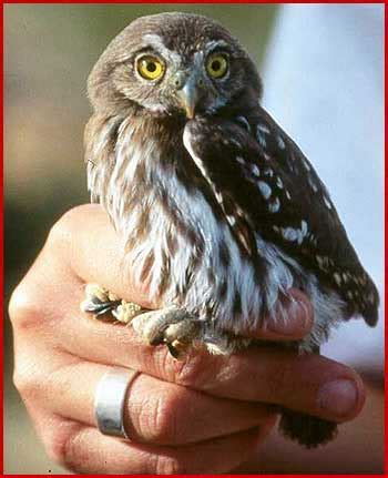 ALCS-Cactus Ferruginous Pygmy Owl: Pygmy Owl Facts