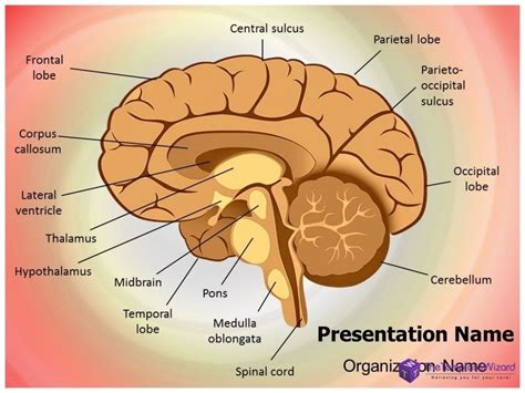 Parts Of The Brain Diagram Labeled