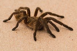 photo tarantula rotfussvogelspinne  image  pixabay