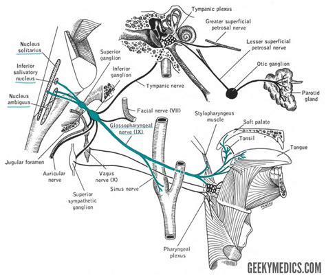 The Glossopharyngeal Nerve (CN IX) | Cranial Nerves | Geeky Medics