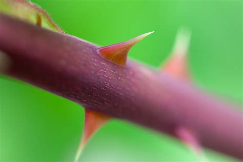 Macro Thorn Free Stock Photo - Public Domain Pictures