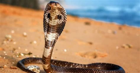 They’re Not Only Deadly: 11 Incredible Cobra Facts - IMP WORLD