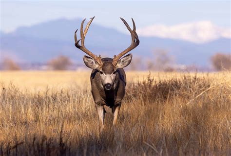 deer season  california   animals