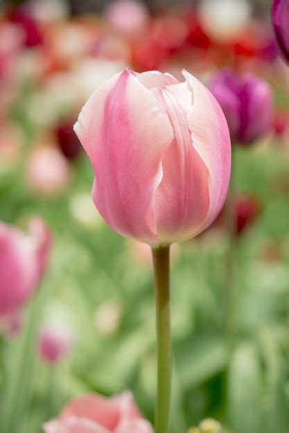 premium photo outstanding colorful tulip flower bloom   spring