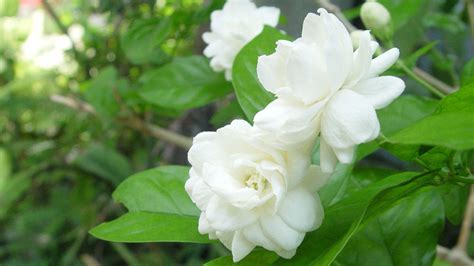Jasmine Flower Wallpapers - Top Free Jasmine Flower Backgrounds ...
