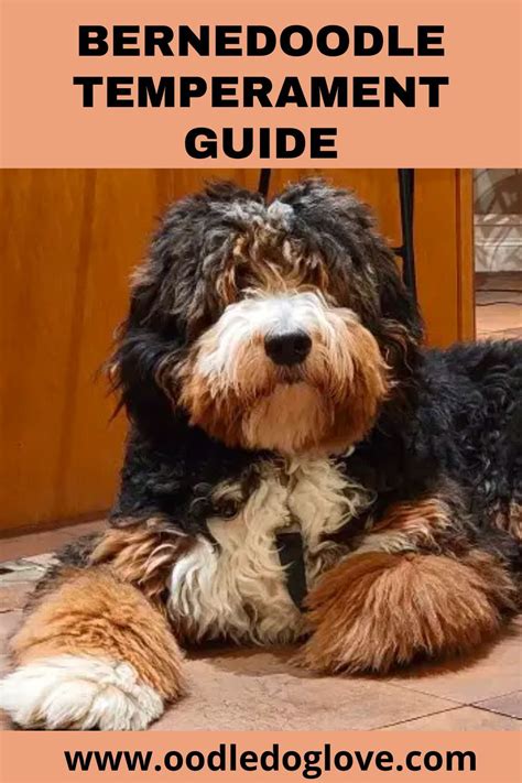 bernedoodle temperament guide bernese mountain dog poodle mix artofit