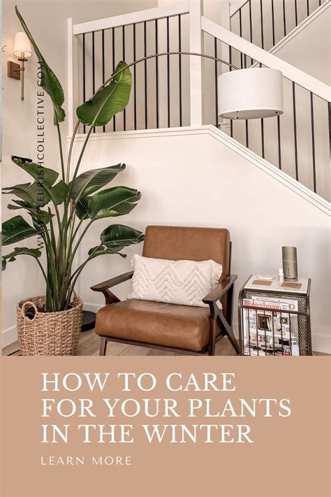 How to care for your plants in the winter – Artofit