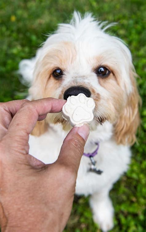 Frozen Dog Treats - Spaceships and Laser Beams