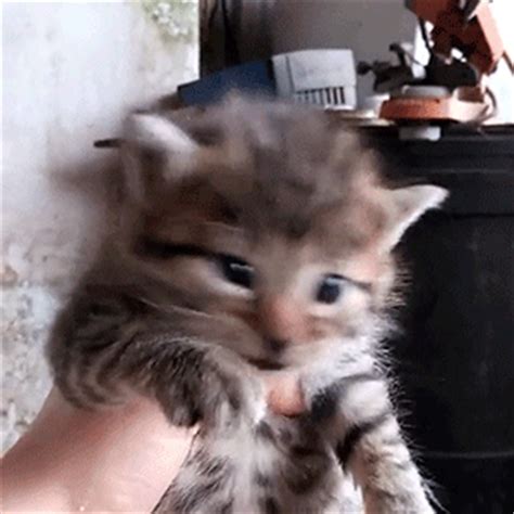 kitten meowing gifs | WiffleGif