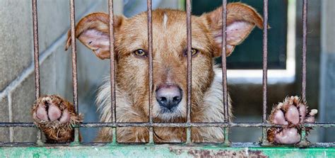 welfare issues  modern dog breeding