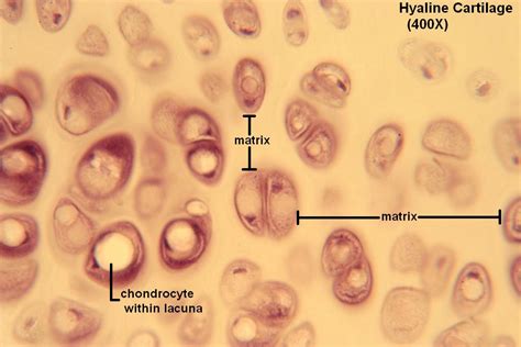 Hyaline Cartilage – Tutorial – Histology Atlas for Anatomy and Physiology