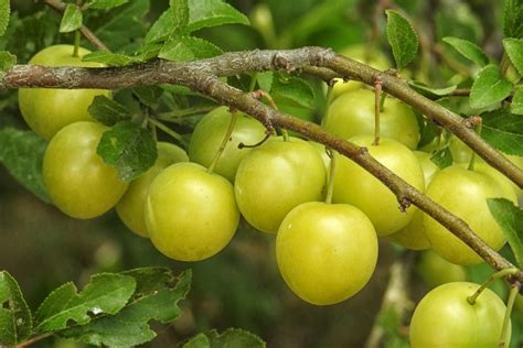 Tipos De Ameixa Nomes - Tipos de Ameixas e Variedades com Nomes e Fotos | Mundo Ecologia