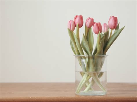 Download Blush Pink Tulips HD Wallpaper | Wallpapers.com
