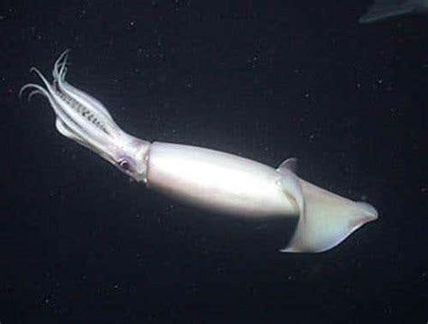 California's attack of the jumbo squid | New Scientist