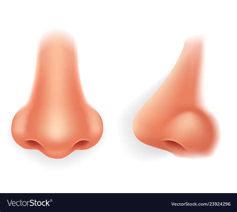 Front profile human nose realistic isolated 3d Vector Image