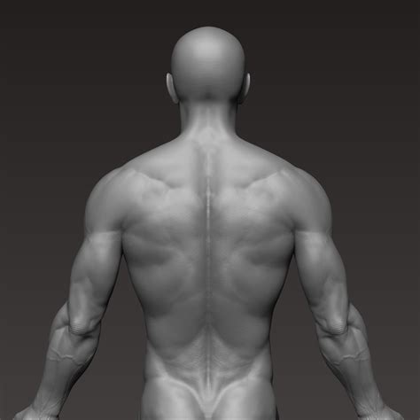 3D Body Model: Weight, Height, And Dimensions - Truth or Fiction