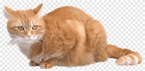 Рыжий кот пнг картинка