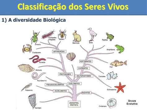 Classificacao Dos Seres Vivos - 6