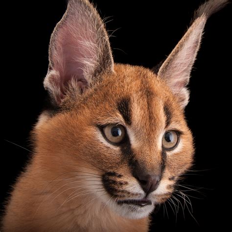Caracal Pet Never Make A Wild Animal Your Pet | Graaff Reinet