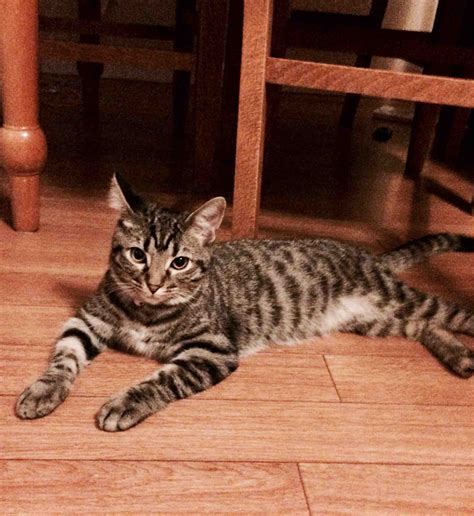 cats with down syndrome 6