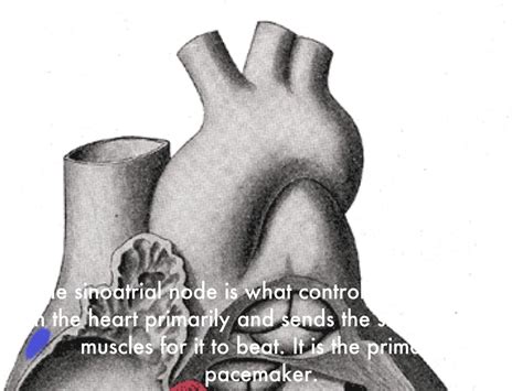 pacemaker cell  jt steiner