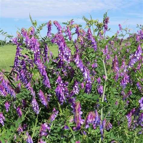 Hairy Vetch Seeds - Legume & Cover Crop Seed