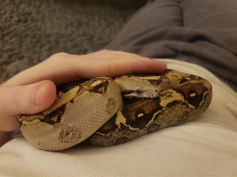 That feeling when your snake is more cuddly than your cat. : snakes