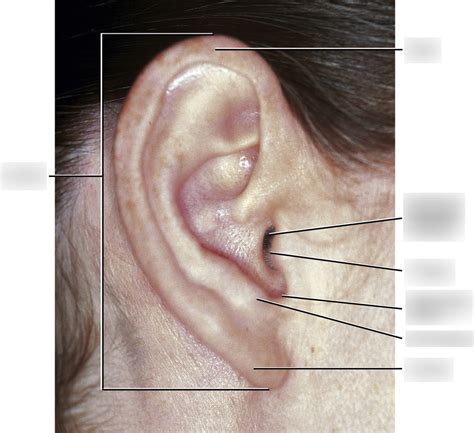 Auricular Regions Diagram | Quizlet